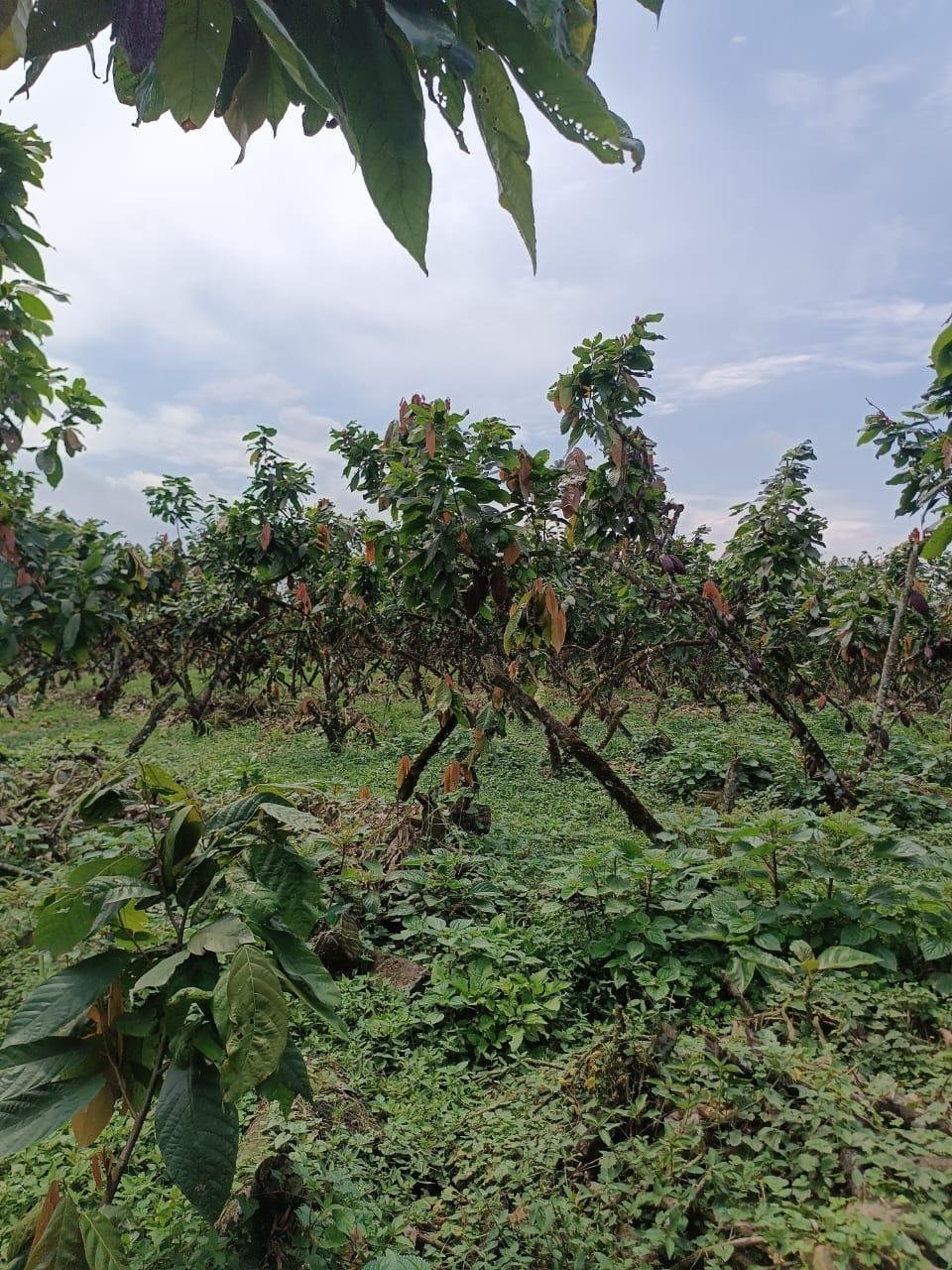 Finca Los Mera - Imagen 1